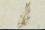 Three Fossil Fish And A Shrimp - Hjoula, Lebanon - #162703-3